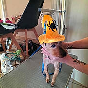 Filou participe au concours pour gagner de l'argent avec cette photo : animal, casual, chair, cozy, dog, door, floor_tiles, grooming_table, hat, household_items, indoor, leash, orange_hat, person_hands, pet, pet_costume, small_dog, spider_decoration, tattooed_hands, witch_hat
