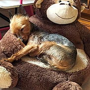 Filou a rejoint le concours — aidez-le/la à gagner de superbes lots ! dog, sleeping, plush_toy, monkey, stuffed_animal, chair, indoor, pet, fur, cozy, relaxing, brown, tan, cute, animal, resting, small_dog, home, furniture, napping
