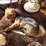 dog, sleeping, plush_toy, monkey, stuffed_animal, chair, indoor, pet, fur, cozy, relaxing, brown, tan, cute, animal, resting, small_dog, home, furniture, napping