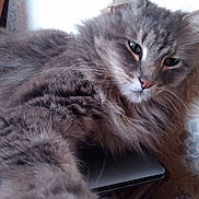 Luky participe au concours pour gagner de l'argent avec cette photo : animal, cat, closeup, couch, ear, fabric, feline, fluffy, gray_fur, home, indoor, muzzle, nose, paw, pet, portrait, relaxed, sleepy, texture, whiskers