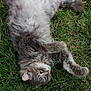 animal, cat, content, domestic_cat, feline, fluffy, fur, grass, gray_cat, green_grass, laying_down, nature, outdoor, paws, pet, playful, relaxed, stretching, sunlight, whiskers