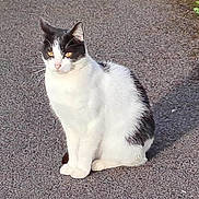 Oréo a rejoint le concours — aidez-le/la à gagner de superbes lots ! alert, alone, animal, black_and_white, cat, daytime, ears, fur, mammal, nature, outdoor, pavement, pet, quiet, shadow, sitting, street, sunlight, whiskers, yellow_eyes