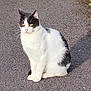 alert, alone, animal, black_and_white, cat, daytime, ears, fur, mammal, nature, outdoor, pavement, pet, quiet, shadow, sitting, street, sunlight, whiskers, yellow_eyes