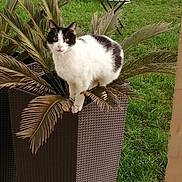 Oréo participe au concours pour gagner de l'argent avec cette photo : cat, black_and_white_cat, plant, planter, dry_palm_leaves, grass, outdoor, garden, lawn_chair, small_table, pet, animal, curious, perched, feline, nature, greenery, daylight, looking_at_camera, yard