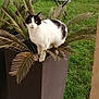 cat, black_and_white_cat, plant, planter, dry_palm_leaves, grass, outdoor, garden, lawn_chair, small_table, pet, animal, curious, perched, feline, nature, greenery, daylight, looking_at_camera, yard