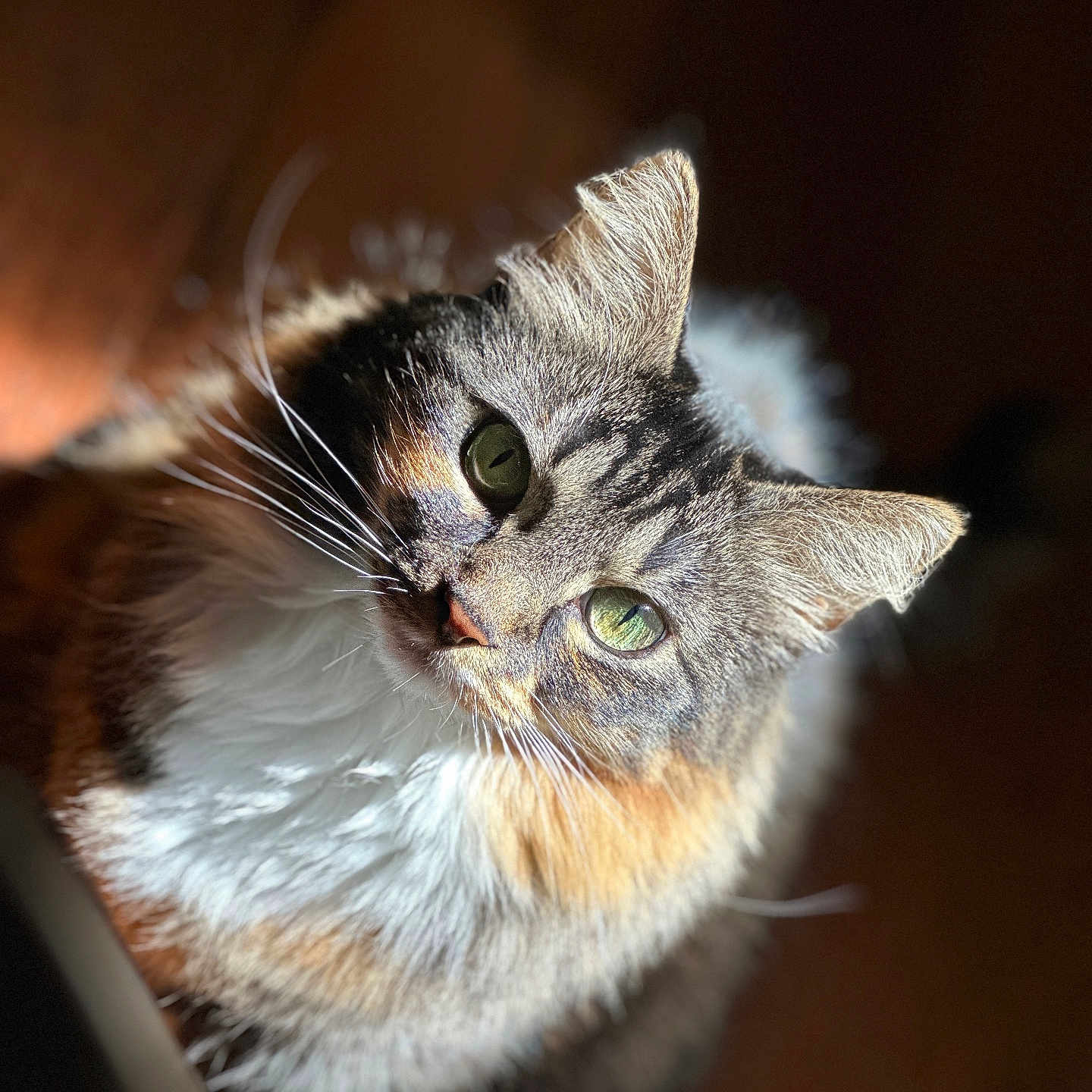Bella joined the competition — help win amazing prizes! abyssinian, animal, brasssection, cat, hardwood, horn, kitten, manx, musicalinstrument, pet, siamese, wood
