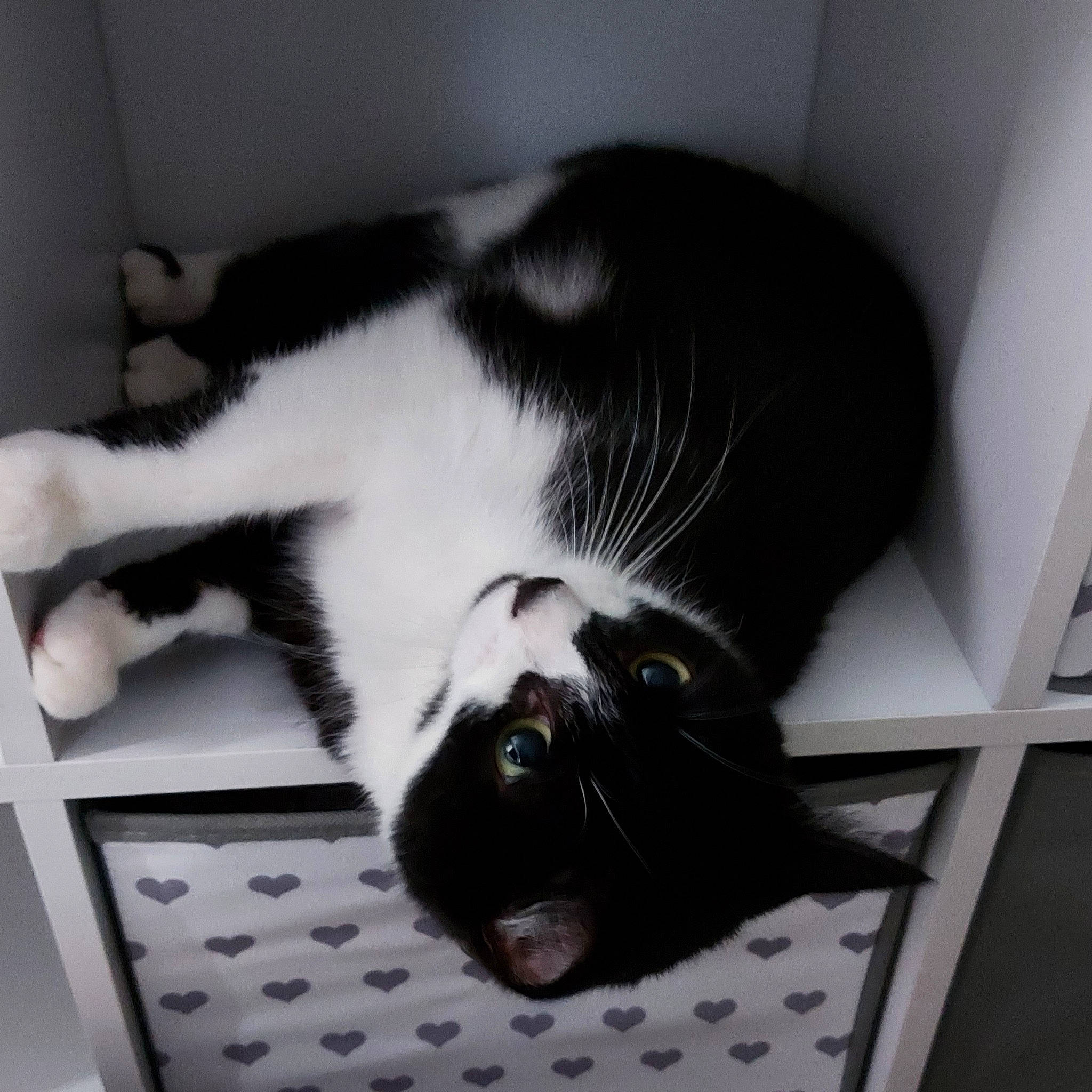 Kara joined the competition — help win amazing prizes! black_cat, canidae, carnivore, cat, claw, comfort, domestic_short_haired_cat, eye, felidae, flooring, fur, leg, monochrome_photography, paw, room, small_to_medium_sized_cats, snout, sporting_group, tail, whiskers