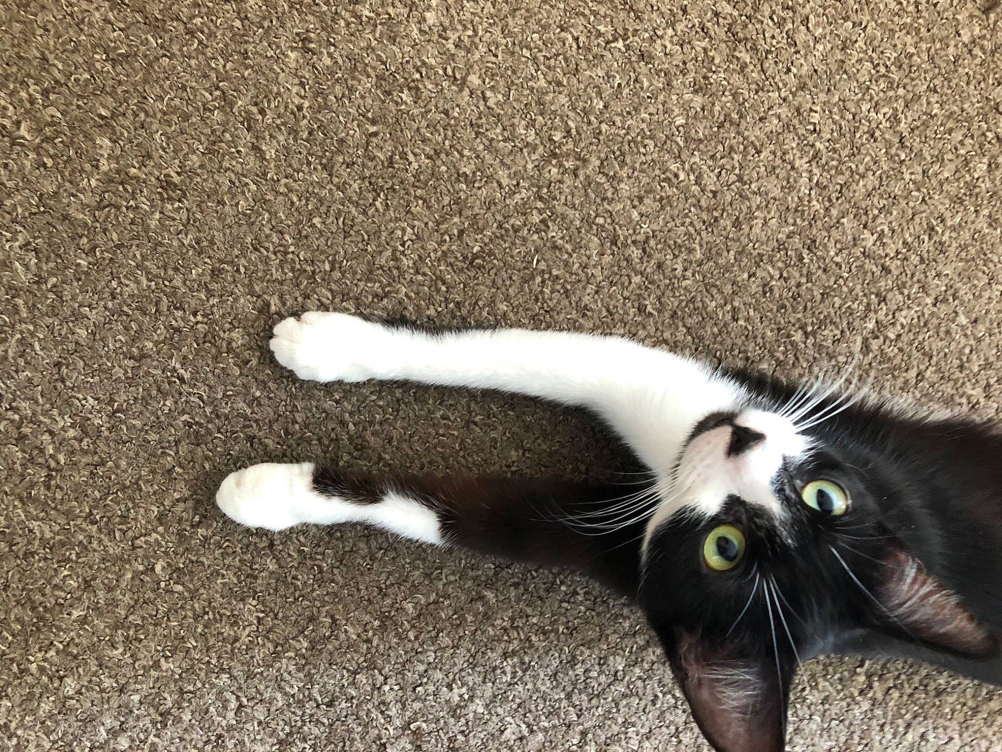 Kara is registered to the contest to win money with this photo: black_cat, carnivore, cat, claw, felidae, fur, kitten, leg, paw, polydactyl_cat, small_to_medium_sized_cats, snout, tail, whiskers