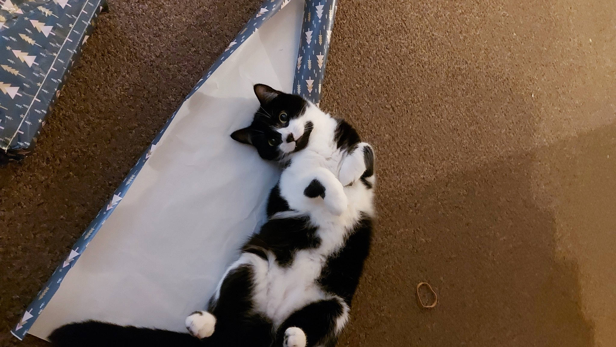 Kara joined the competition — help win amazing prizes! automotive_tire, canidae, carnivore, cat, dog_breed, domestic_short_haired_cat, felidae, fur, paw, shadow, small_to_medium_sized_cats, sporting_group, tail, terrestrial_animal, tree, whiskers