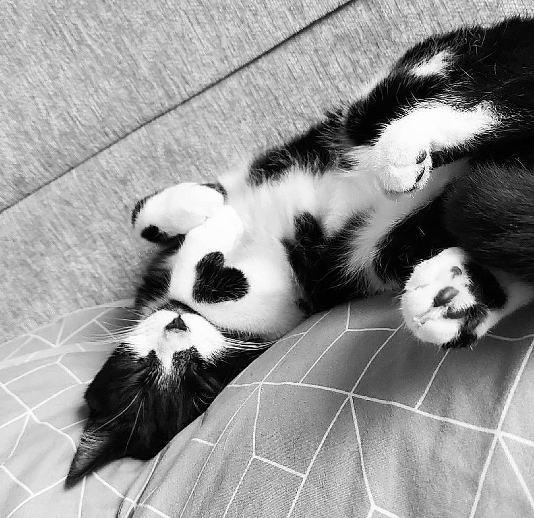 Kara is registered to the contest to win money with this photo: black, black_and_white, carnivore, cat, comfort, dog_breed, eye, felidae, grey, monochrome, monochrome_photography, small_to_medium_sized_cats, snout, style, tartan, terrestrial_animal, textile, vertebrate, whiskers, white