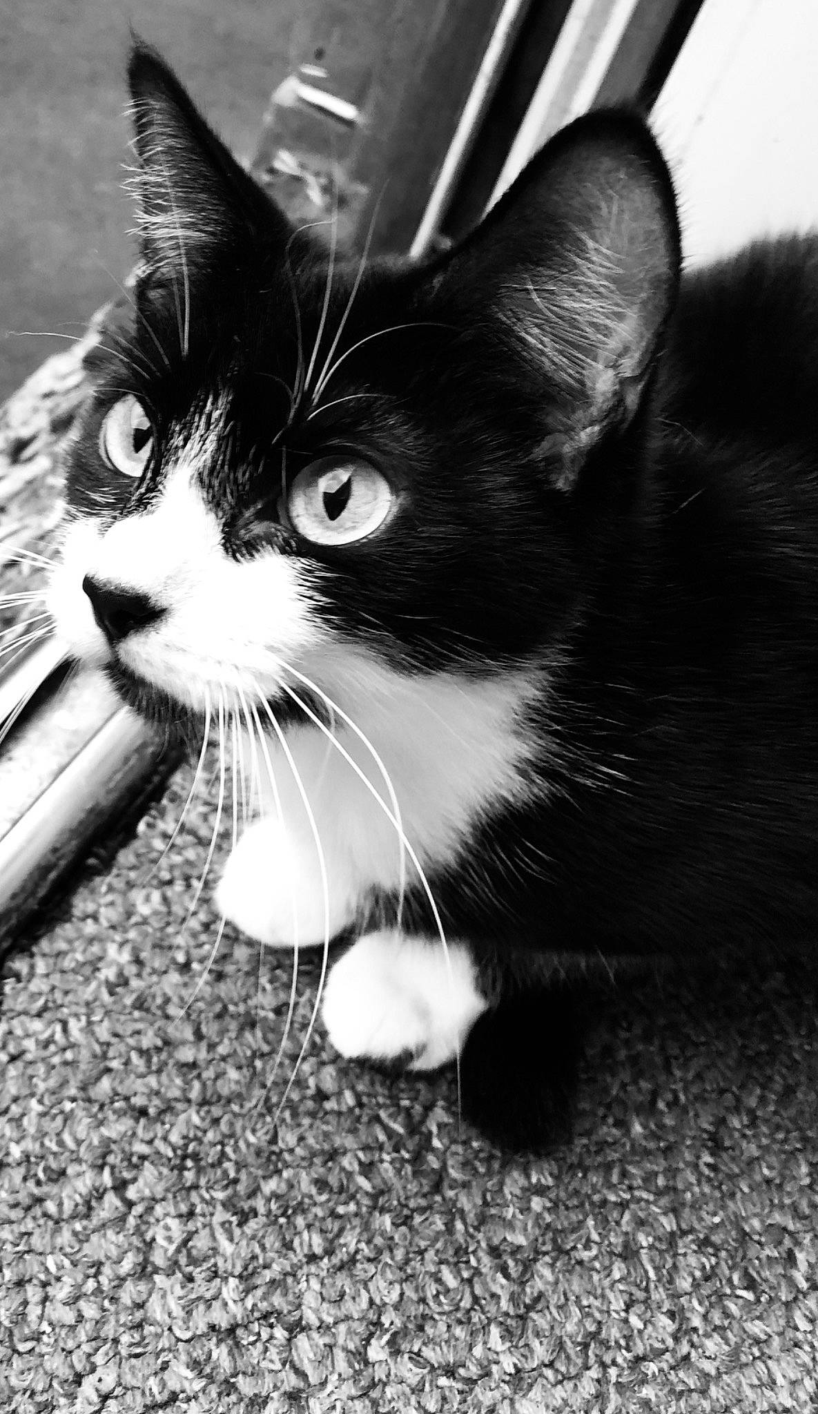 Kara is registered to the contest to win money with this photo: black, black_and_white, black_cat, carnivore, cat, domestic_short_haired_cat, eye, felidae, hand, kitten, leg, monochrome, monochrome_photography, organ, photography, small_to_medium_sized_cats, snapshot, snout, whiskers, white