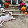 dog, white_dog, black_patch, lying_down, concrete, porch, stairs, pumpkins, jack_o_lantern, skull_decoration, potted_flowers, orange_flowers, purple_flowers, greenery, outdoor, fence, house, window, festive, halloween