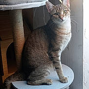 Mya participe au concours pour gagner de l'argent avec cette photo : animal, calm, cat, cat_tree, domestic_cat, ears, feline, fur, home, indoor, natural_light, pet, resting, scratching_post, sitting, tabby_cat, tail, whiskers, window_light, wooden_furniture