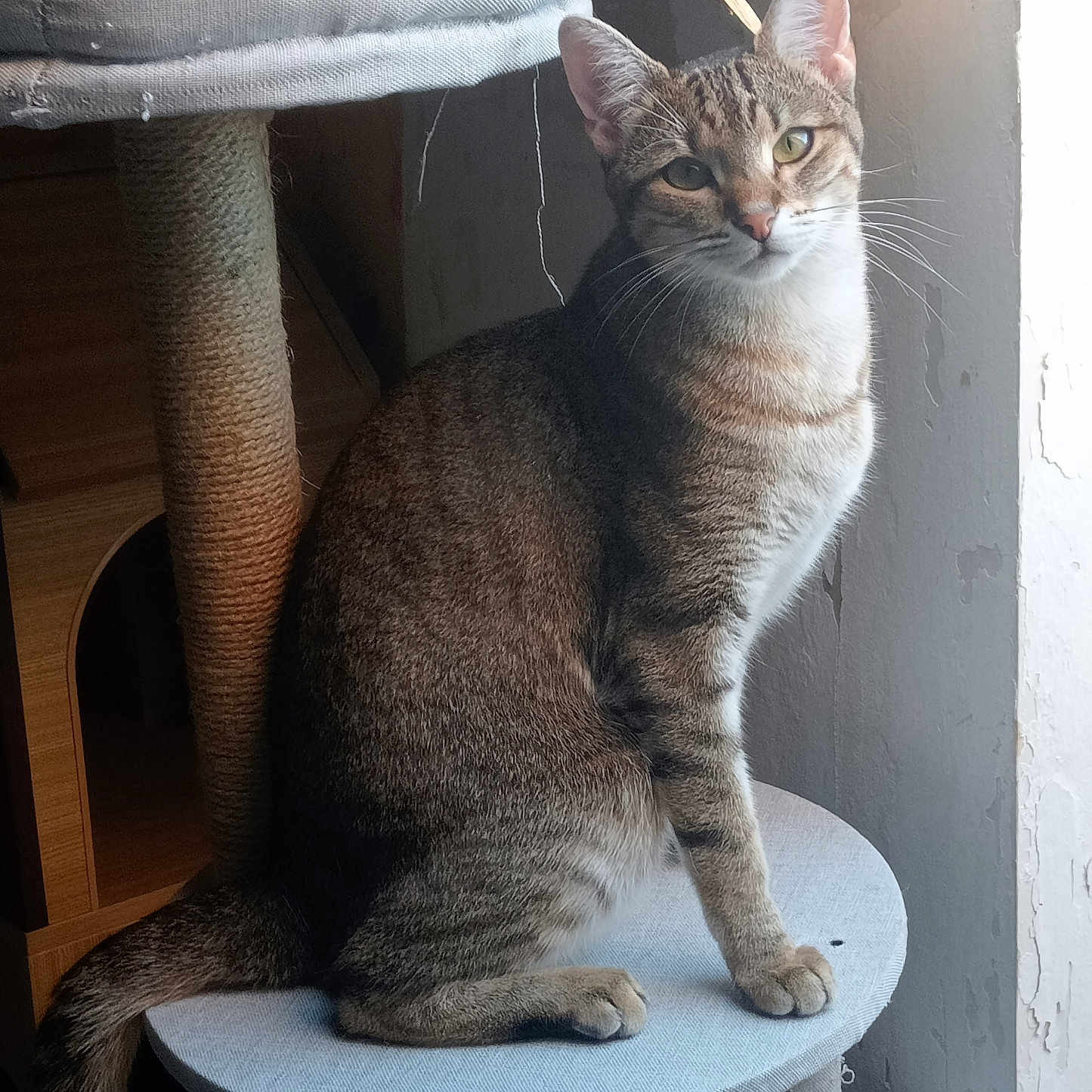 Mya