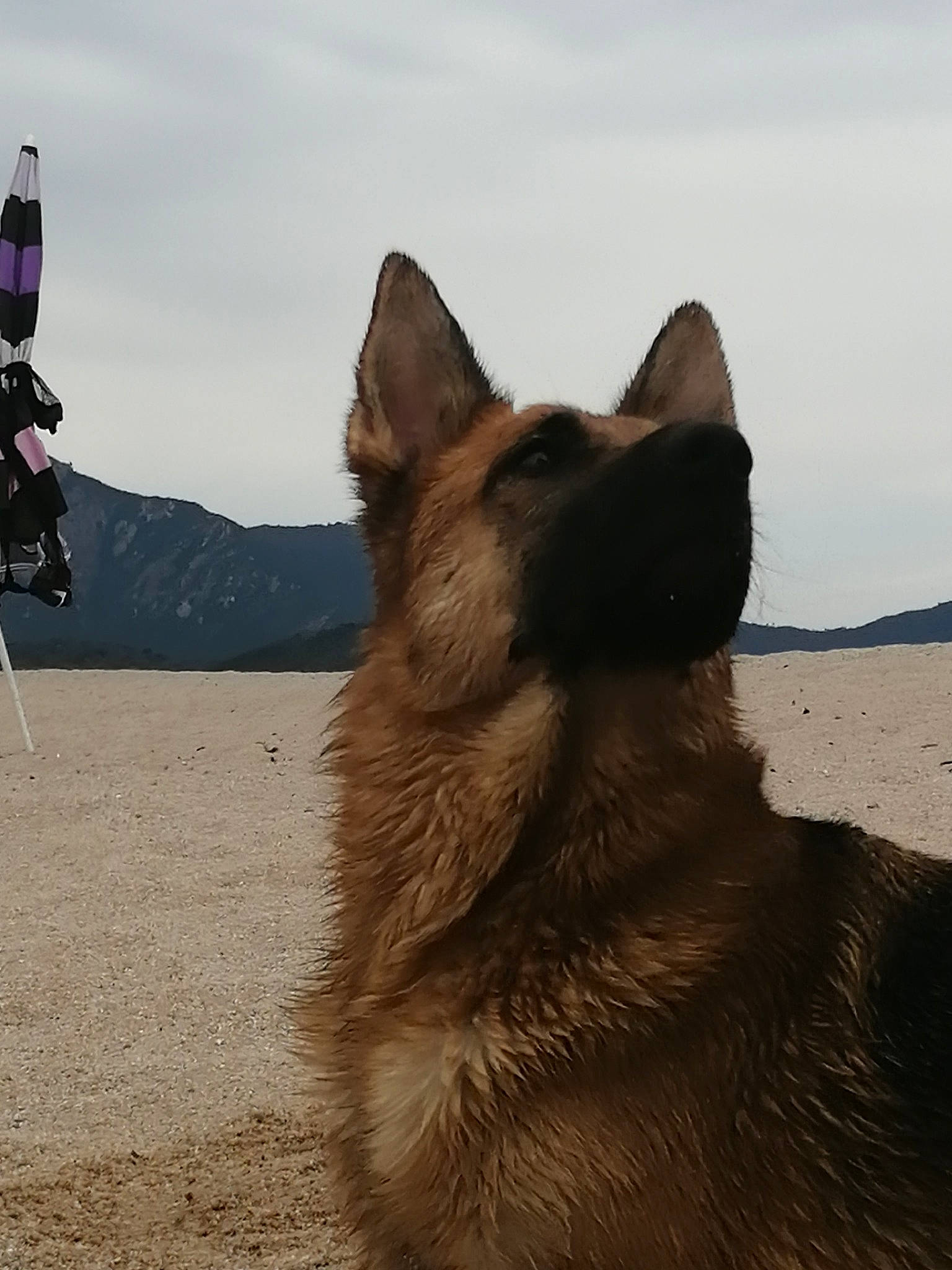 Like participe au concours pour gagner de l'argent avec cette photo : belgian_shepherd, belgian_shepherd_malinois, bohemian_shepherd, canidae, carnivore, dog, dog_breed, east_european_shepherd, fawn, german_shepherd_dog, king_shepherd, kunming_wolfdog, mammal, old_german_shepherd_dog, shiloh_shepherd_dog, sky, snout, tervuren, vertebrate, working_dog