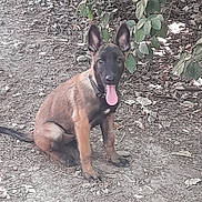 Love participe au concours pour gagner de l'argent avec cette photo : dog, puppy, sitting, tongue_out, ears_up, collar, outdoor, dirt, leaves, greenery, nature, animal, pet, canine, young, alert, brown_fur, black_muzzle, sunlight, shade