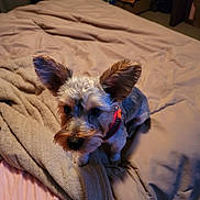 Elvis is registered to the contest to win money with this photo: dog, pet, bed, blanket, indoor, furniture, small_dog, curious, ears, fur, collar, cozy, pillow, looking_up, animal, cute, domestic_animal, companion, resting, soft