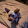 dog, pet, bed, blanket, indoor, furniture, small_dog, curious, ears, fur, collar, cozy, pillow, looking_up, animal, cute, domestic_animal, companion, resting, soft