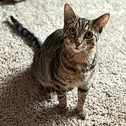 Midnight joined the competition — help win amazing prizes! cat, tabby, pet, feline, animal, indoor, carpet, fur, whiskers, ears, eyes, sitting, looking_up, domestic, cute, soft_light, shadow, texture, background, home