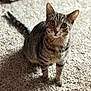cat, tabby, pet, feline, animal, indoor, carpet, fur, whiskers, ears, eyes, sitting, looking_up, domestic, cute, soft_light, shadow, texture, background, home
