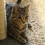 Coco Midnight is registered to the contest to win money with this photo: cat, tabby, scratching_post, carpet, indoor, pet, feline, animal, curious, whiskers, ears, paws, fur, closeup, relaxing, alert, home, cute, mammal, domestic