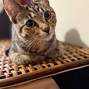 Coco Midnight joined the competition — help win amazing prizes! cat, tabby, pet, animal, close_up, whiskers, ears, wooden_surface, indoor, curious, feline, mammal, domestic_animal, face, eyes, fur, resting, cute, portrait, looking