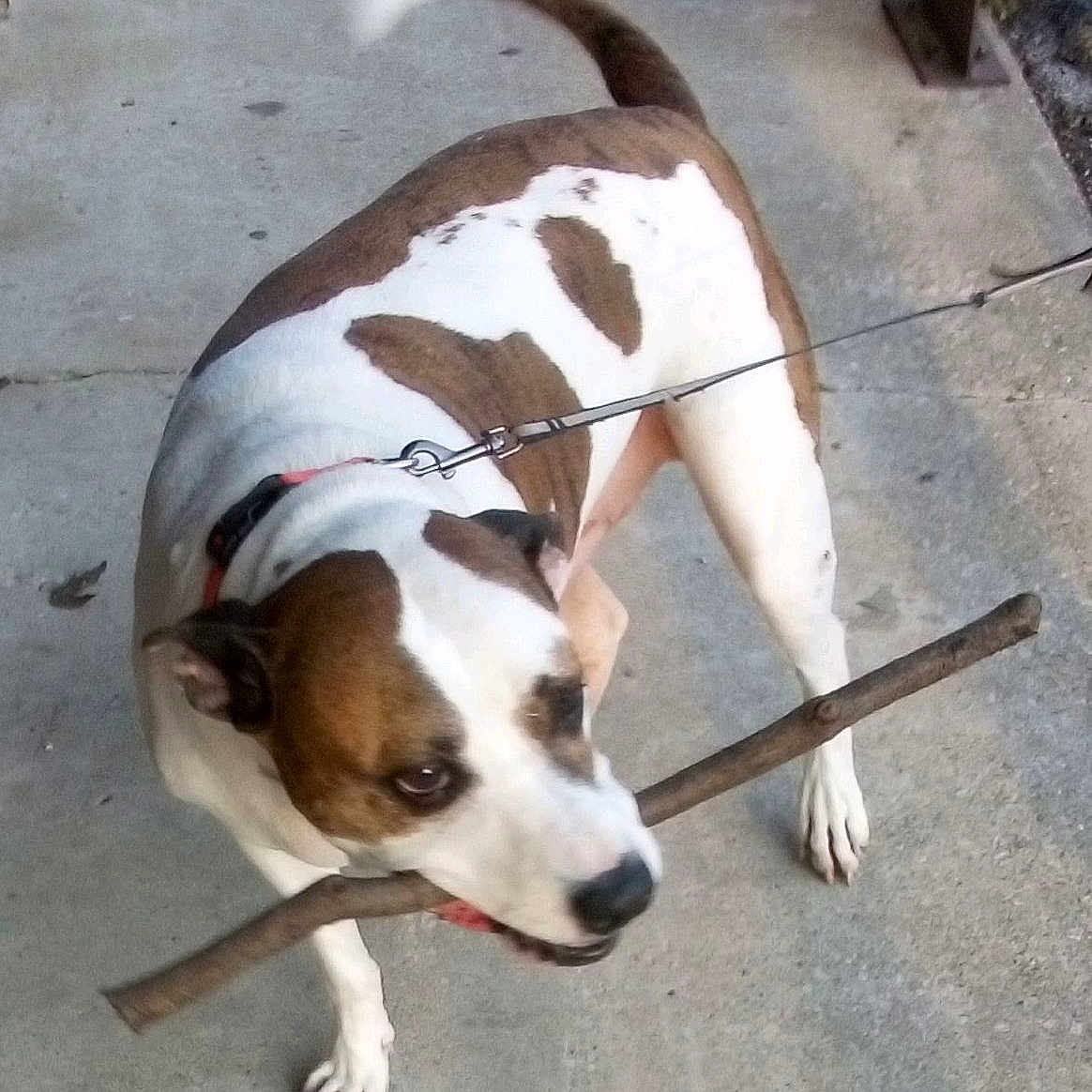 Zuse is registered to the contest to win money with this photo: accessories, animal, beagle, bostonbull, boxer, bulldog, canine, dog, hound, husky, leash, path, pet, pitbull, puppy, saintbernard, sidewalk, slate, snout, strap