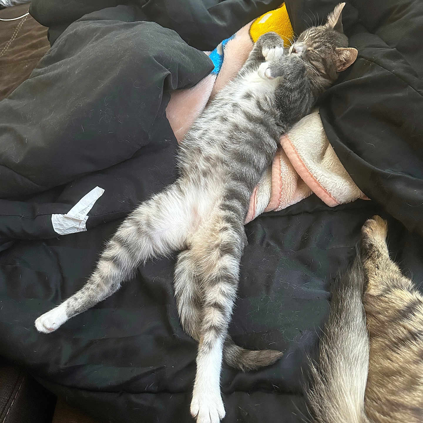Loki