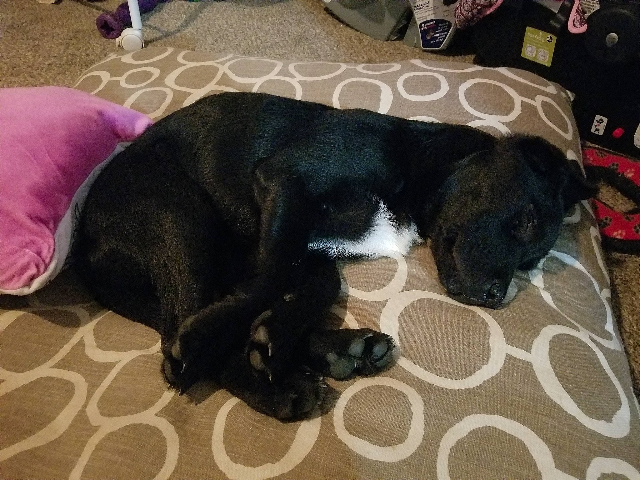 Fletcher joined the competition — help win amazing prizes! borador, canidae, carnivore, companion_dog, dog, dog_breed, flat_coated_retriever, guard_dog, labrador_retriever, mammal, patterdale_terrier, paw, puppy, snout, sporting_group