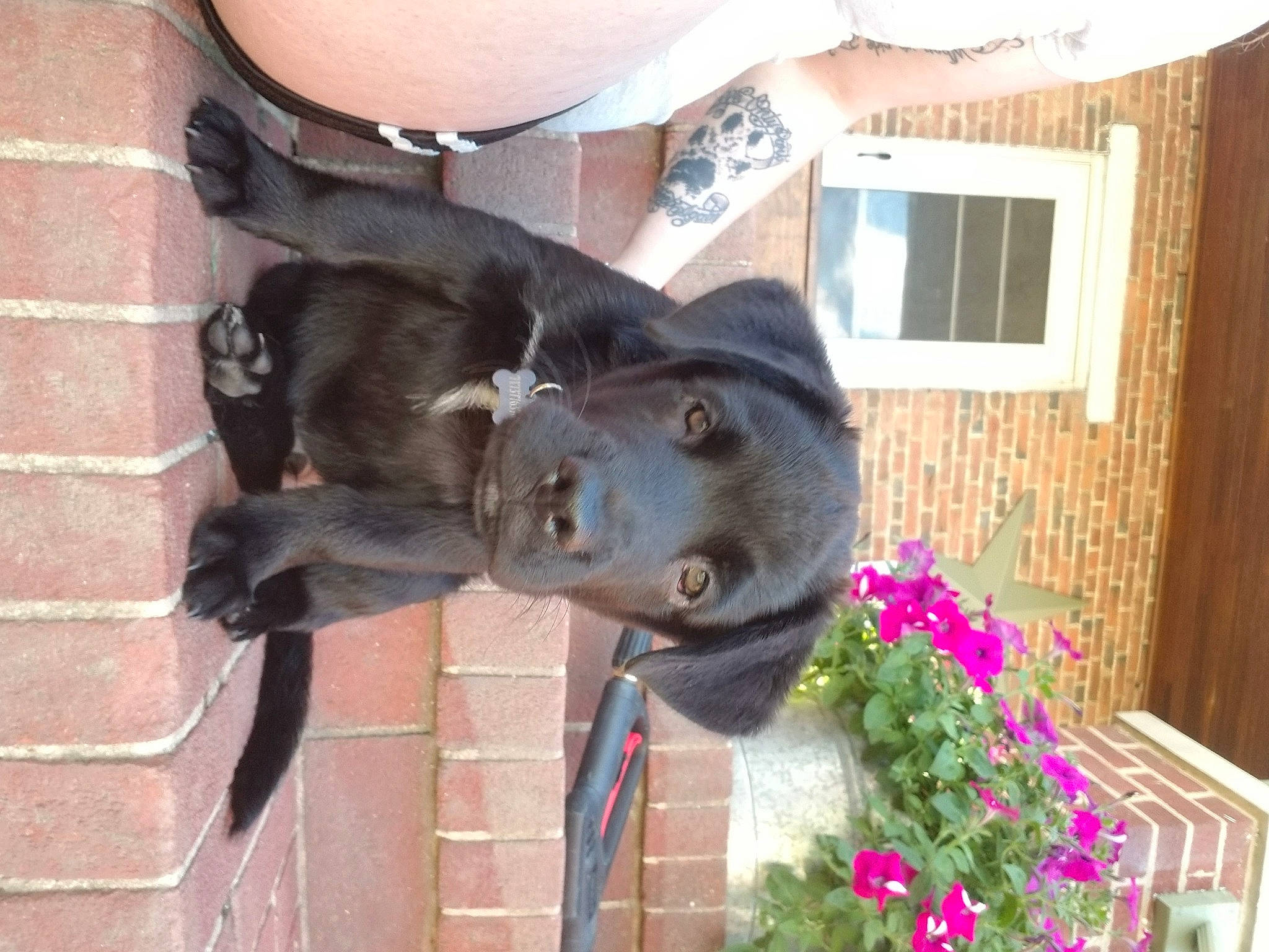 Fletcher is registered to the contest to win money with this photo: canidae, carnivore, dog, dog_breed, great_dane, guard_dog, labrador_retriever, mammal, non_sporting_group, puppy, retriever, sporting_group