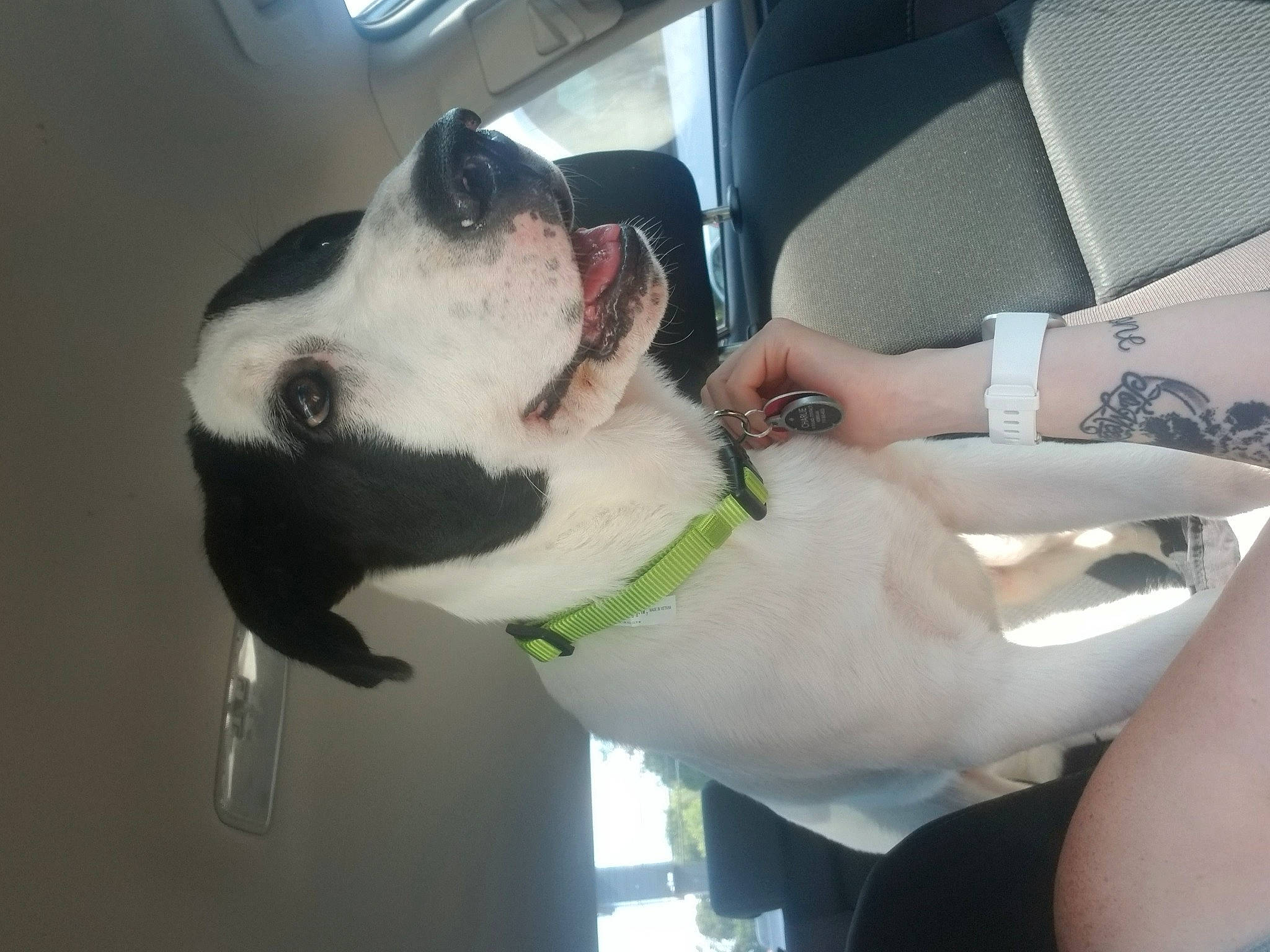 Charlie is registered to the contest to win money with this photo: american_bulldog, american_pit_bull_terrier, boston_terrier, bulldog, canidae, carnivore, companion_dog, dog, dog_breed, ear, french_bulldog, head, jaw, non_sporting_group, nose, pit_bull, selfie, snout, valley_bulldog