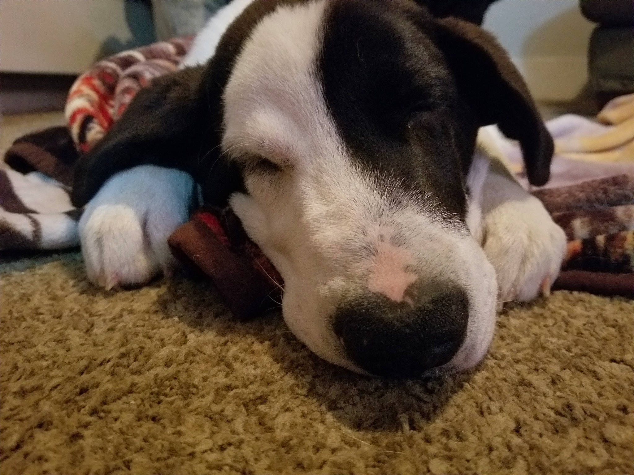 Charlie is registered to the contest to win money with this photo: canidae, carnivore, dog, dog_breed, ear, great_dane, head, mammal, nap, non_sporting_group, nose, pit_bull, puppy, sleep, snout, sporting_group