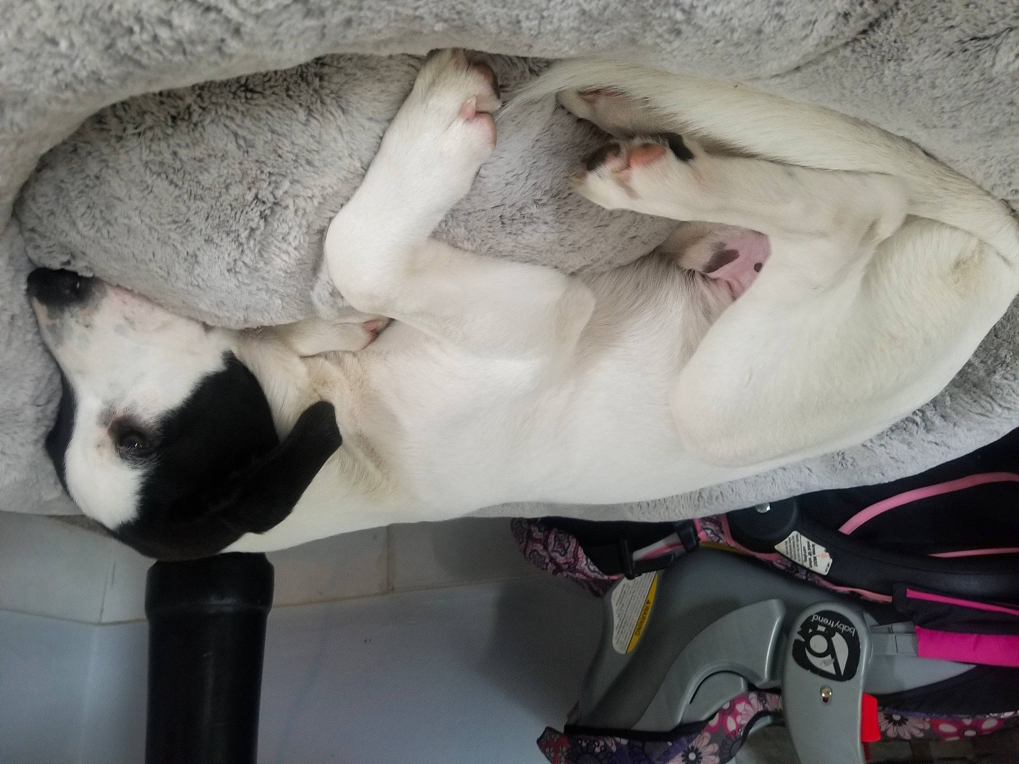 Charlie is registered to the contest to win money with this photo: boston_terrier, bull_terrier, bulldog, canidae, carnivore, dog, dog_breed, fawn, french_bulldog, non_sporting_group, nose, puppy, snout