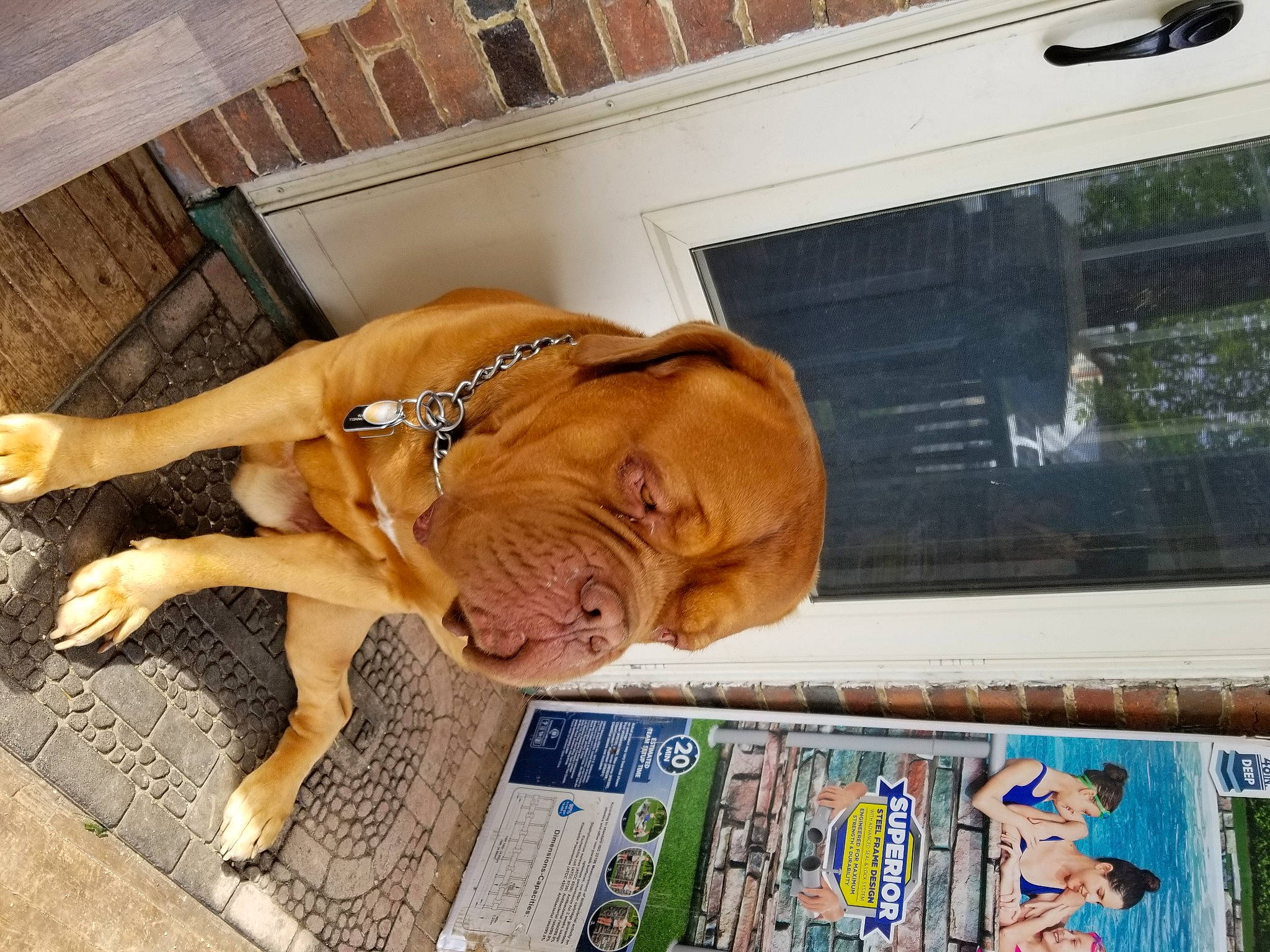 Gryff is registered to the contest to win money with this photo: canidae, carnivore, dog, dog_breed, dogue_de_bordeaux, fawn, guard_dog, molosser, non_sporting_group, puppy, sporting_group, wood, working_dog