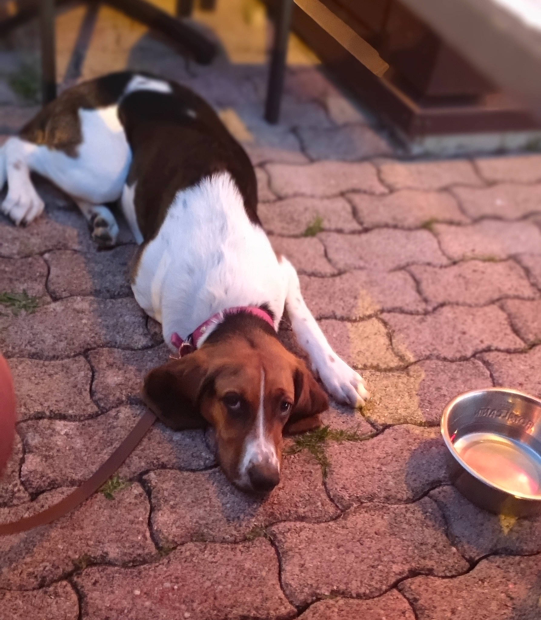 Tina participe au concours pour gagner de l'argent avec cette photo : canidae, carnivore, companion_dog, cup, dog, dog_breed, drink, drinkware, fawn, flooring, fur, liver, scent_hound, serveware, snout, spoon, sporting_group, street_dog, tail, working_animal