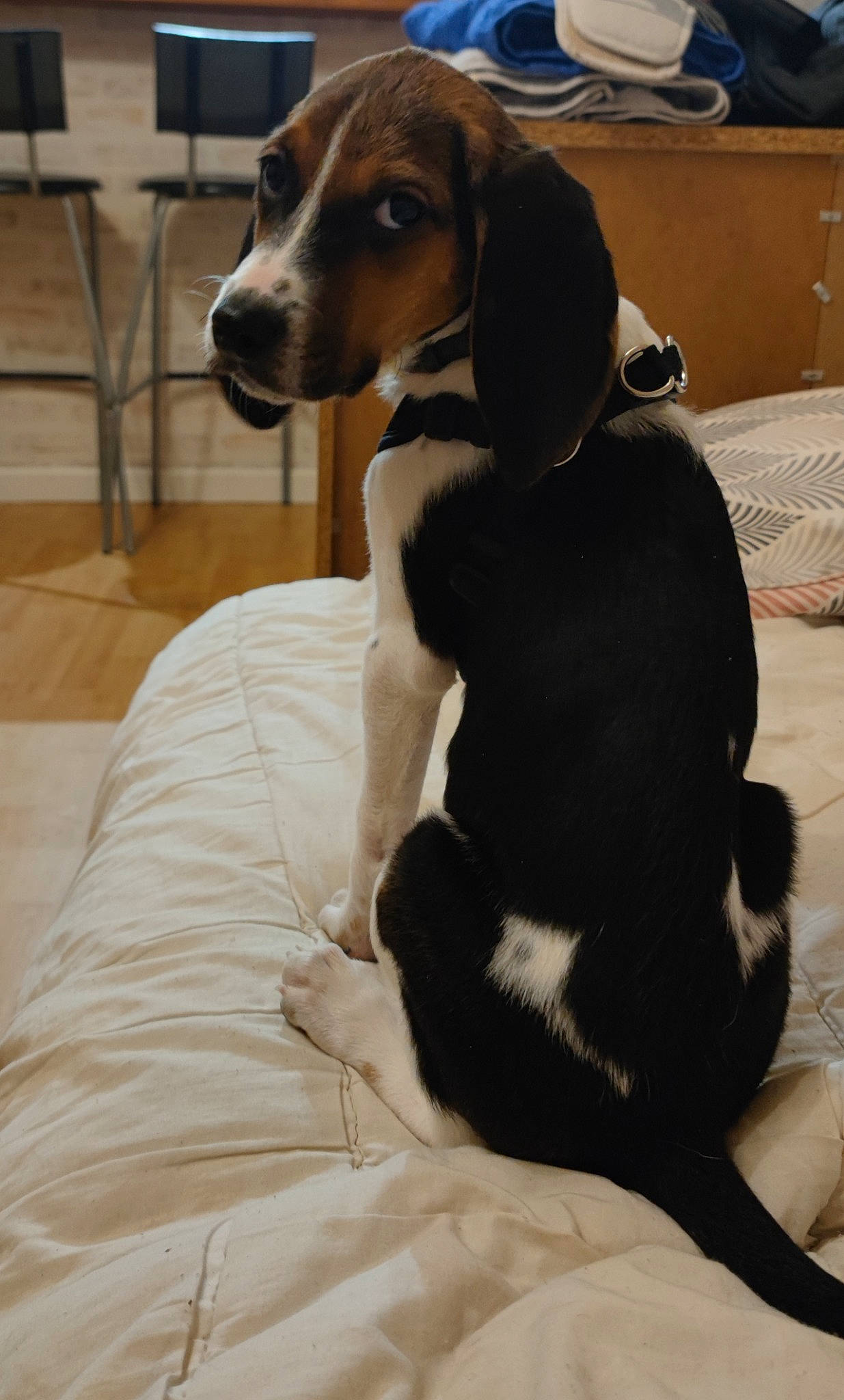 Tina participe au concours pour gagner de l'argent avec cette photo : beaglier, canidae, carnivore, collar, comfort, companion_dog, dog, dog_breed, dog_collar, dog_supply, fawn, fur, hound, mammal, pet_supply, scent_hound, snout, sporting_group, whiskers, working_animal