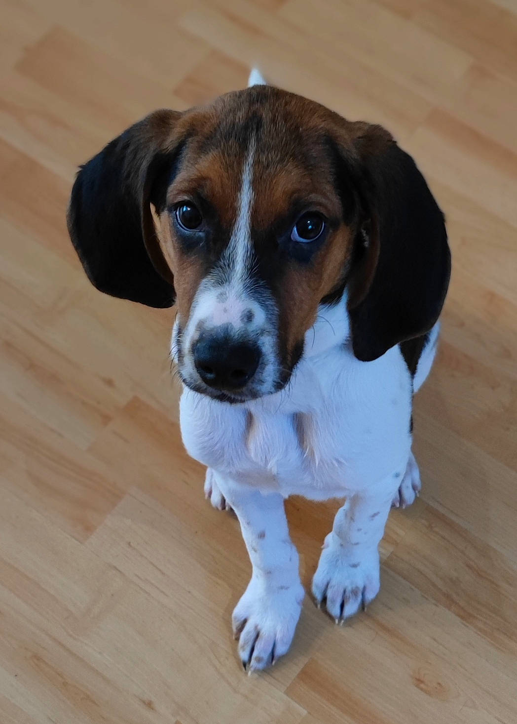 Tina a rejoint le concours — aidez-le/la à gagner de superbes lots ! ball, beaglier, canidae, carnivore, companion_dog, dog, dog_breed, fawn, flooring, hardwood, hound, hunting_dog, scent_hound, snout, sporting_group, varnish, wood, wood_flooring, wood_stain, working_animal