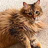 cat, fluffy, fur, green_eyes, animal, pet, relaxed, lying_down, whiskers, close_up, portrait, cute, feline, domestic_cat, paw, ears, indoor, mammal, soft, calm