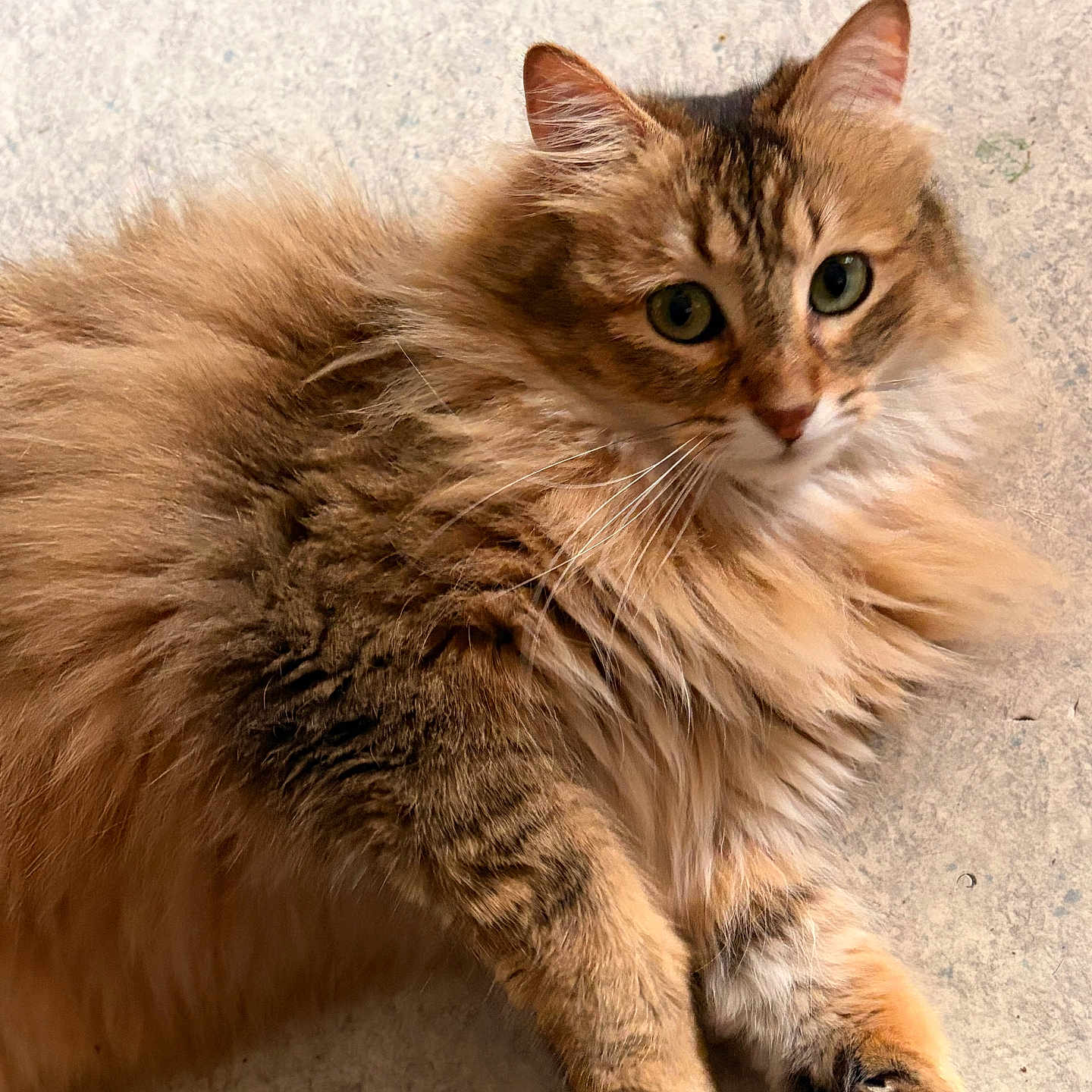 Nicotine a rejoint le concours — aidez-le/la à gagner de superbes lots ! cat, fluffy, fur, green_eyes, animal, pet, relaxed, lying_down, whiskers, close_up, portrait, cute, feline, domestic_cat, paw, ears, indoor, mammal, soft, calm