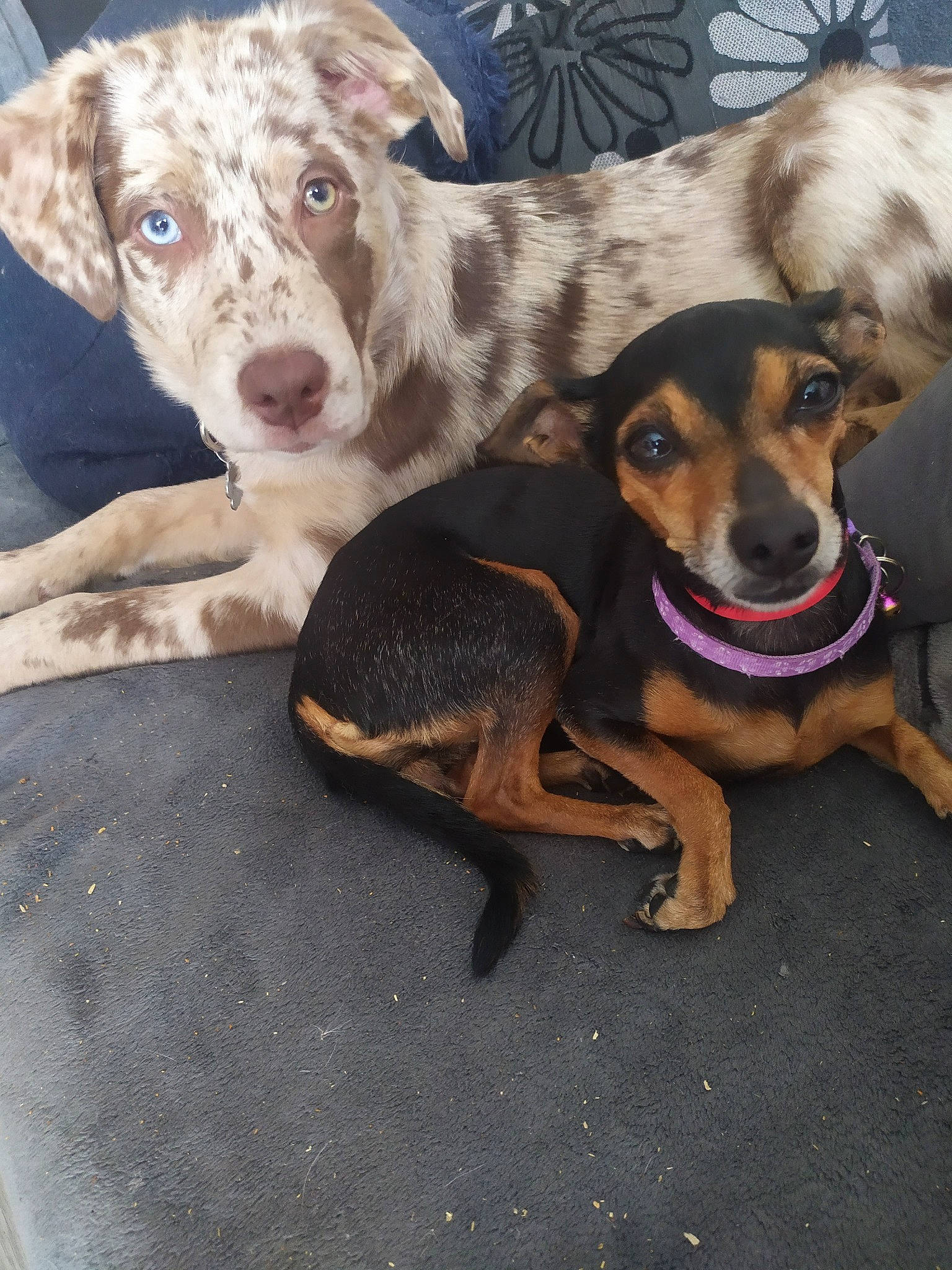 Lyria participe au concours pour gagner de l'argent avec cette photo : carnivore, companion_dog, dog, dog_breed, dog_supply, paw, snout, sporting_group, terrestrial_animal, working_animal, working_dog