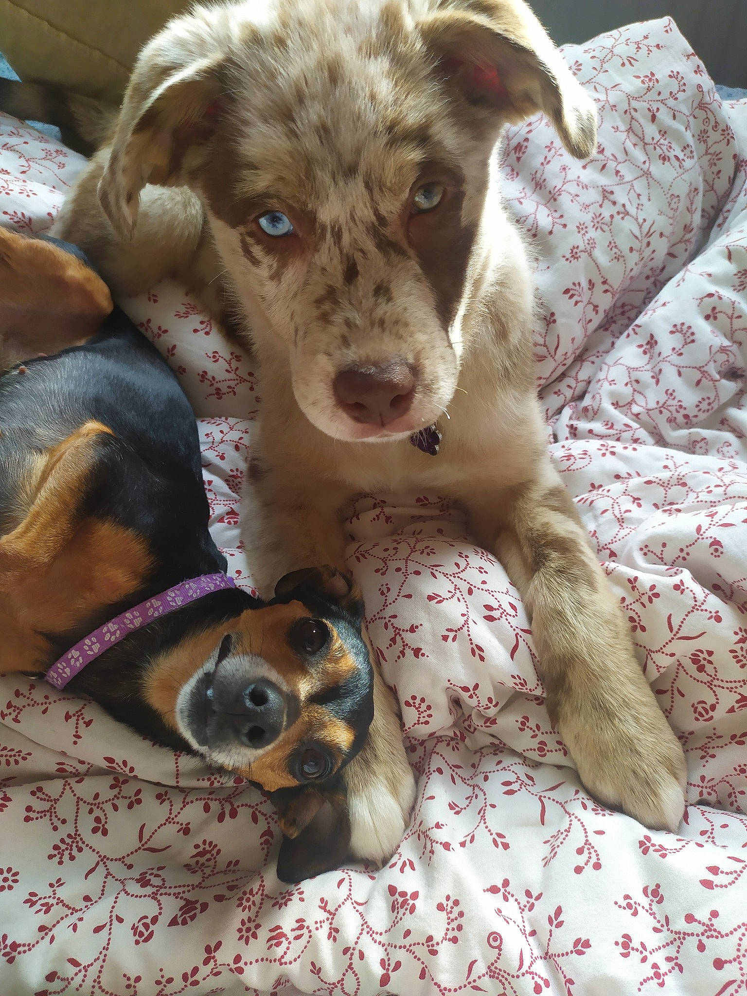 Lyria participe au concours pour gagner de l'argent avec cette photo : canidae, carnivore, comfort, companion_dog, dog, dog_breed, dog_collar, dog_supply, fawn, fur, linens, liver, paw, puppy_love, snout, sporting_group, street_dog, toy_dog, whiskers, working_animal