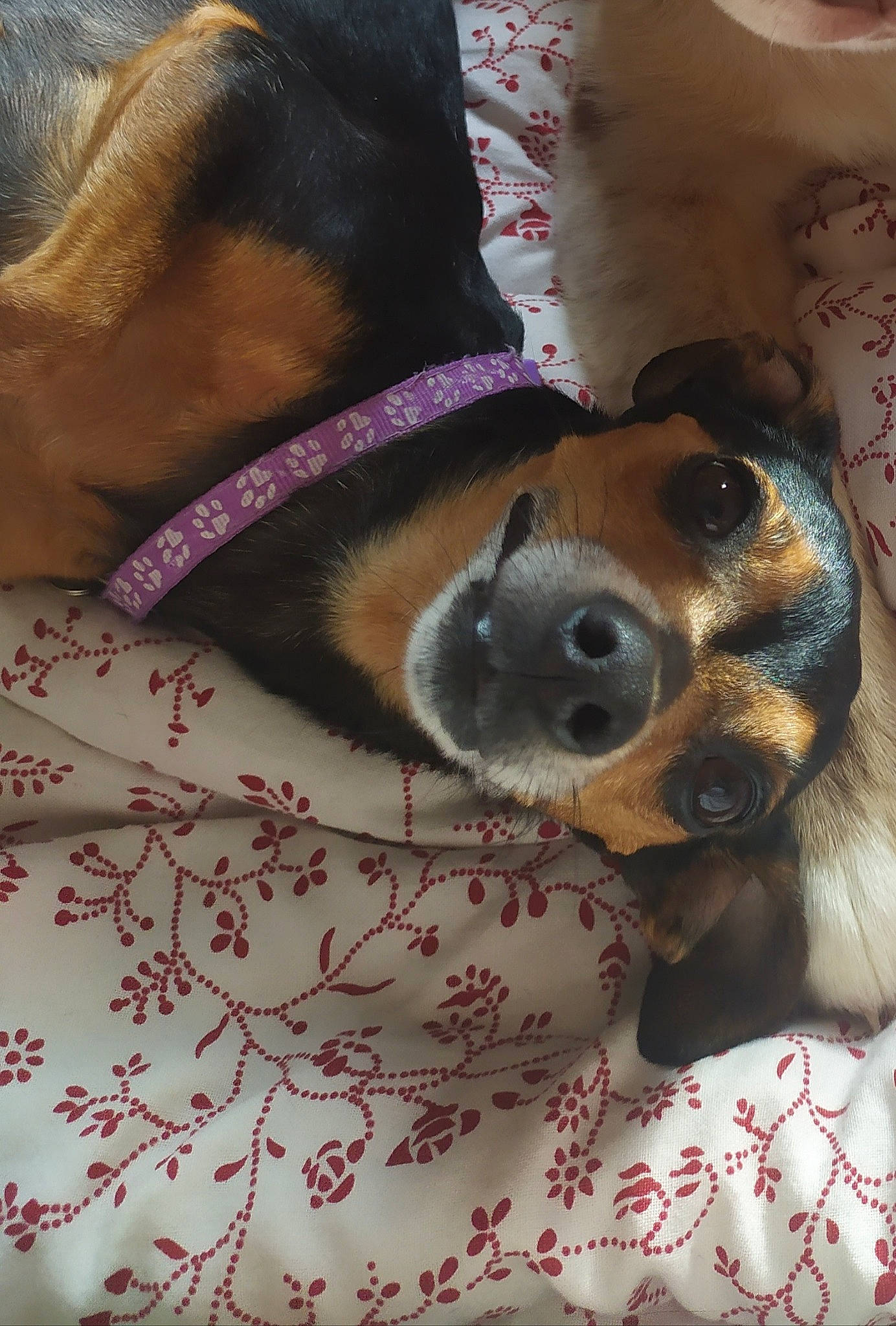 Lyria a rejoint le concours — aidez-le/la à gagner de superbes lots ! canidae, carnivore, collar, comfort, companion_dog, dog, dog_breed, dog_collar, dog_supply, fawn, fur, leash, linens, liver, pattern, pet_supply, snout, sporting_group, whiskers, working_animal