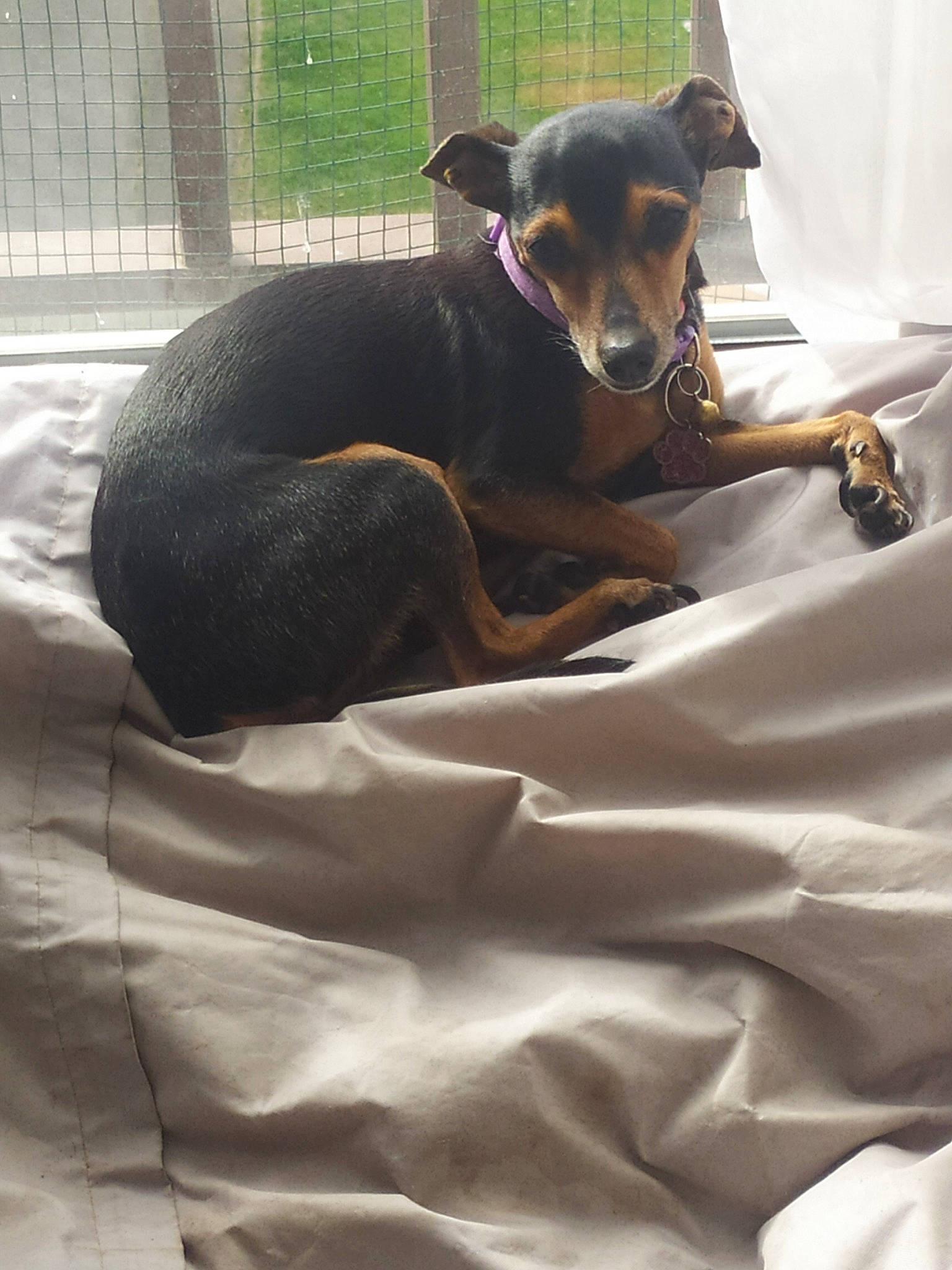 Lyria participe au concours pour gagner de l'argent avec cette photo : canidae, carnivore, comfort, companion_dog, dog, dog_breed, dog_supply, fawn, guard_dog, mesh, pet_supply, pinscher, prazsky_krysarik, snout, sporting_group, terrestrial_animal, toy_dog, whiskers, working_animal, working_dog