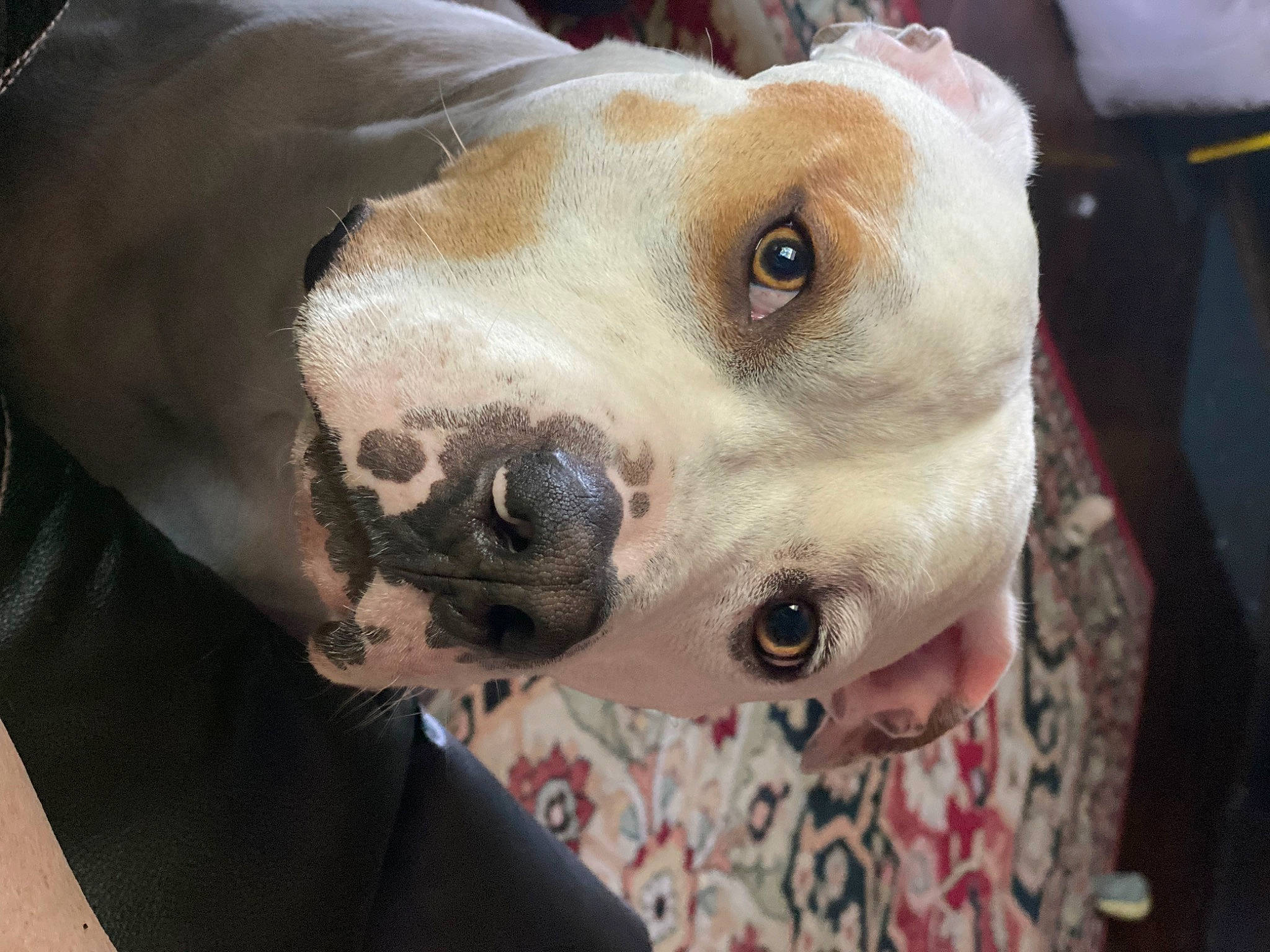 Boo Hoover Johnson is registered to the contest to win money with this photo: canidae, carnivore, collar, companion_dog, dog, dog_breed, dog_collar, ear, fawn, fur, gun_dog, non_sporting_group, pet_supply, snout, sporting_group, whiskers, working_animal