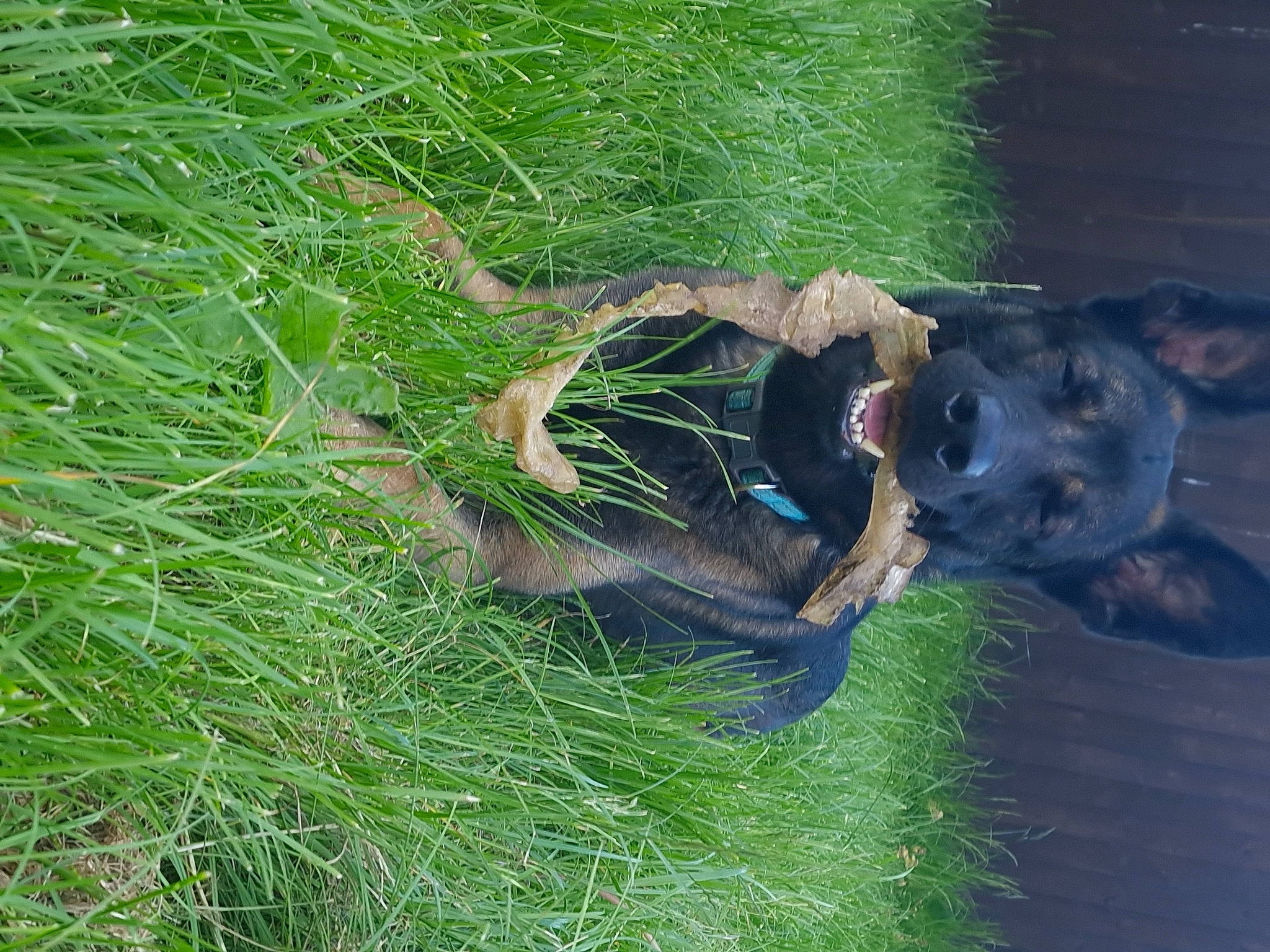 Diego is registered to the contest to win money with this photo: canidae, carnivore, dog, dog_breed, grass, grassland, groundcover, guard_dog, people_in_nature, plant, sporting_group, tail, tree, water, wetland, wildlife, working_animal