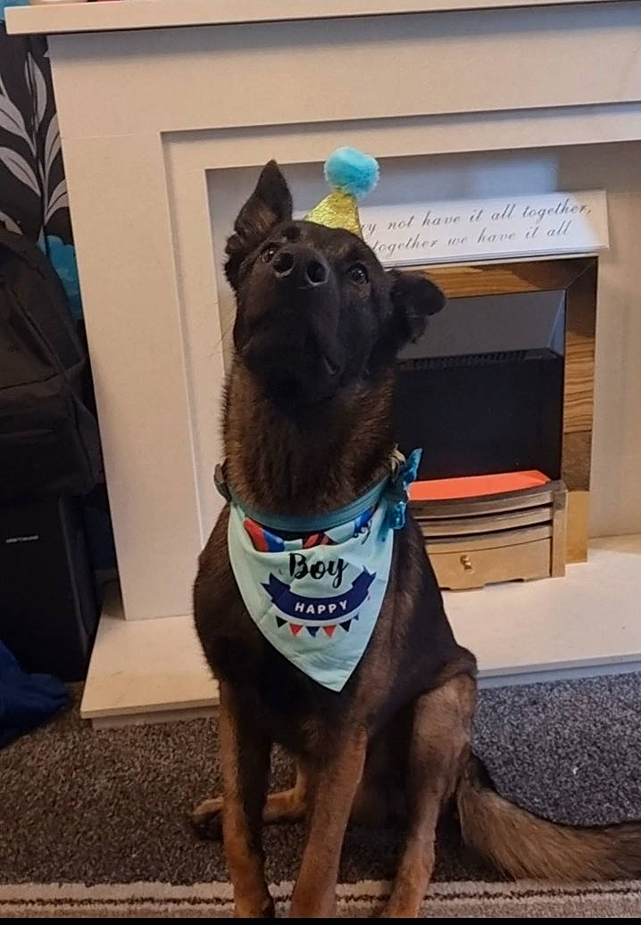 Diego joined the competition — help win amazing prizes! canidae, carnivore, collar, companion_dog, dog, dog_breed, dog_collar, dog_supply, door, electric_blue, fawn, leash, liver, non_sporting_group, pet_supply, snout, sporting_group, tail, working_animal, working_dog