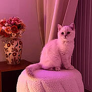 Alva a rejoint le concours — aidez-le/la à gagner de superbes lots ! animal, cat, cozy, curtains, cute, decor, feline, flower_vase, flowers, fluffy, furniture, home, indoor, pet, pink_lighting, portrait, sitting, soft_texture, stool, white_cat