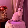 animal, cat, cozy, curtains, cute, decor, feline, flower_vase, flowers, fluffy, furniture, home, indoor, pet, pink_lighting, portrait, sitting, soft_texture, stool, white_cat