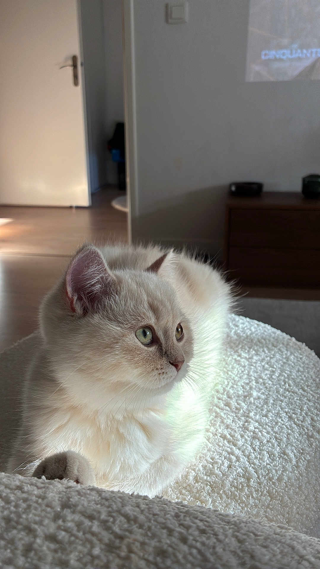 Alva participe au concours pour gagner de l'argent avec cette photo : animal, calm, cat, close_up, cozy, cream_color, curious, door, fluffy, furniture, home, indoor, living_room, pet, portrait, relaxing, side_view, soft_light, texture, whiskers