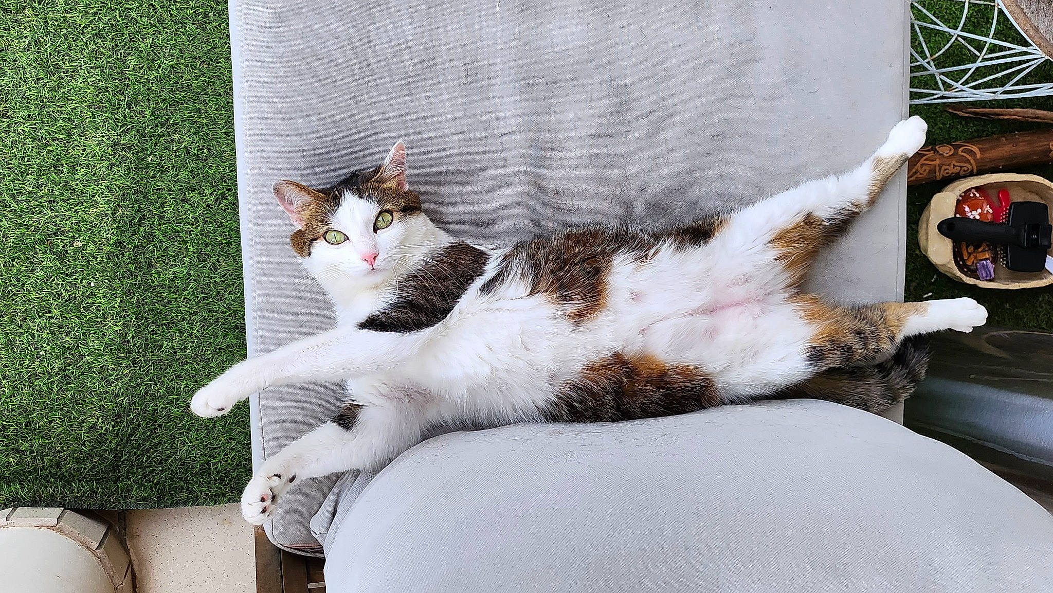 Synapse participe au concours pour gagner de l'argent avec cette photo : art, carnivore, cat, claw, comfort, domestic_short_haired_cat, eye, felidae, foot, fur, grass, paw, plant, sitting, small_to_medium_sized_cats, snout, tail, terrestrial_animal, tree, whiskers